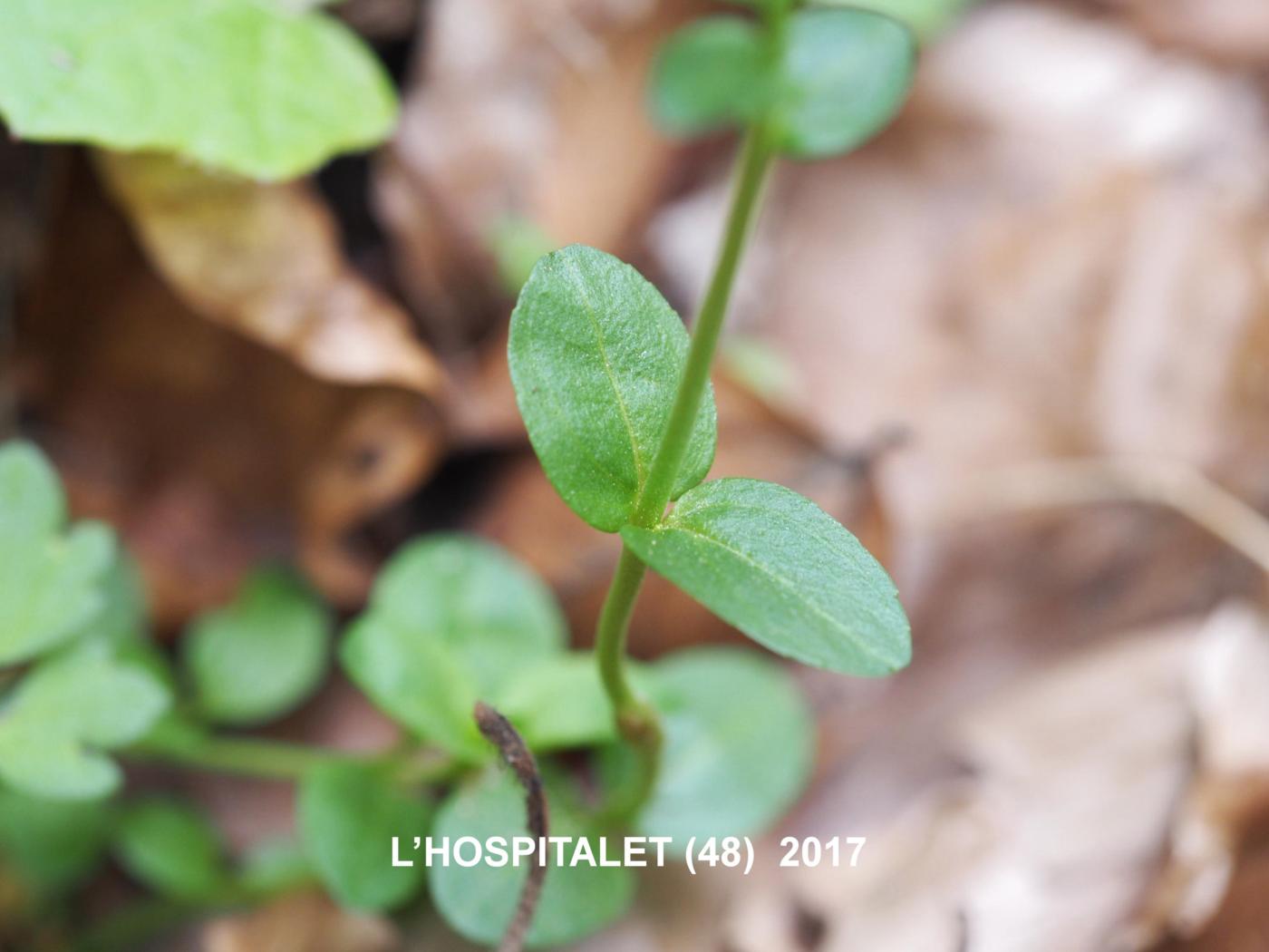 Speedwell, Thyme-leaved leaf